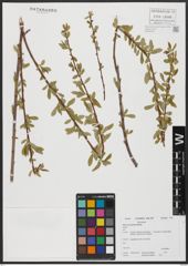Foto von Salix acmophylla Boiss.
